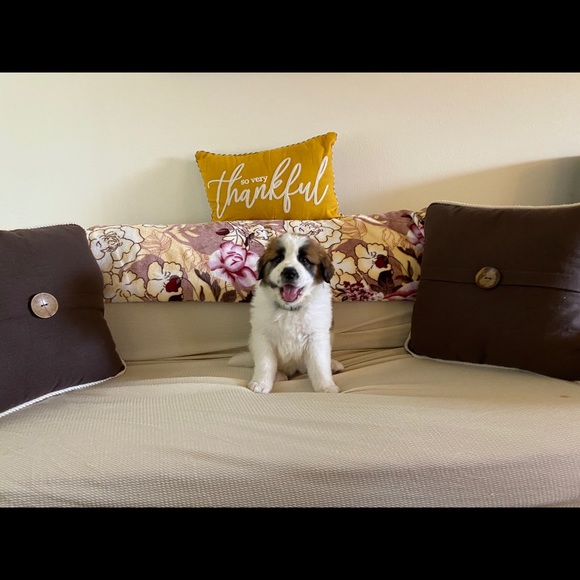 Meet your Posher, Maranda - Picture 4 of 5